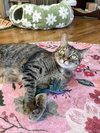 Hazel - Photo 2