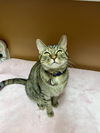 adoptable Cat in Long Beach, CA named Hazel
