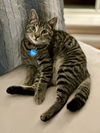 adoptable Cat in Long Beach, CA named Mighty Magnificent Milo