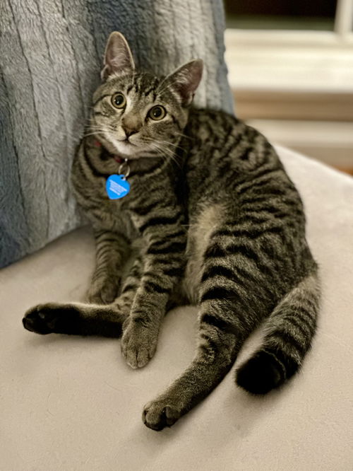 picture of the cat needing adoption