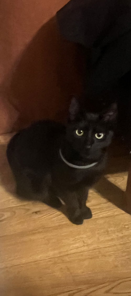 picture of the cat needing adoption