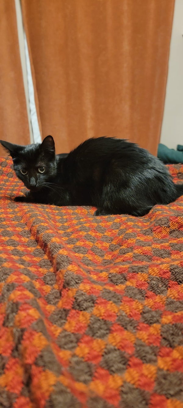 Ebony