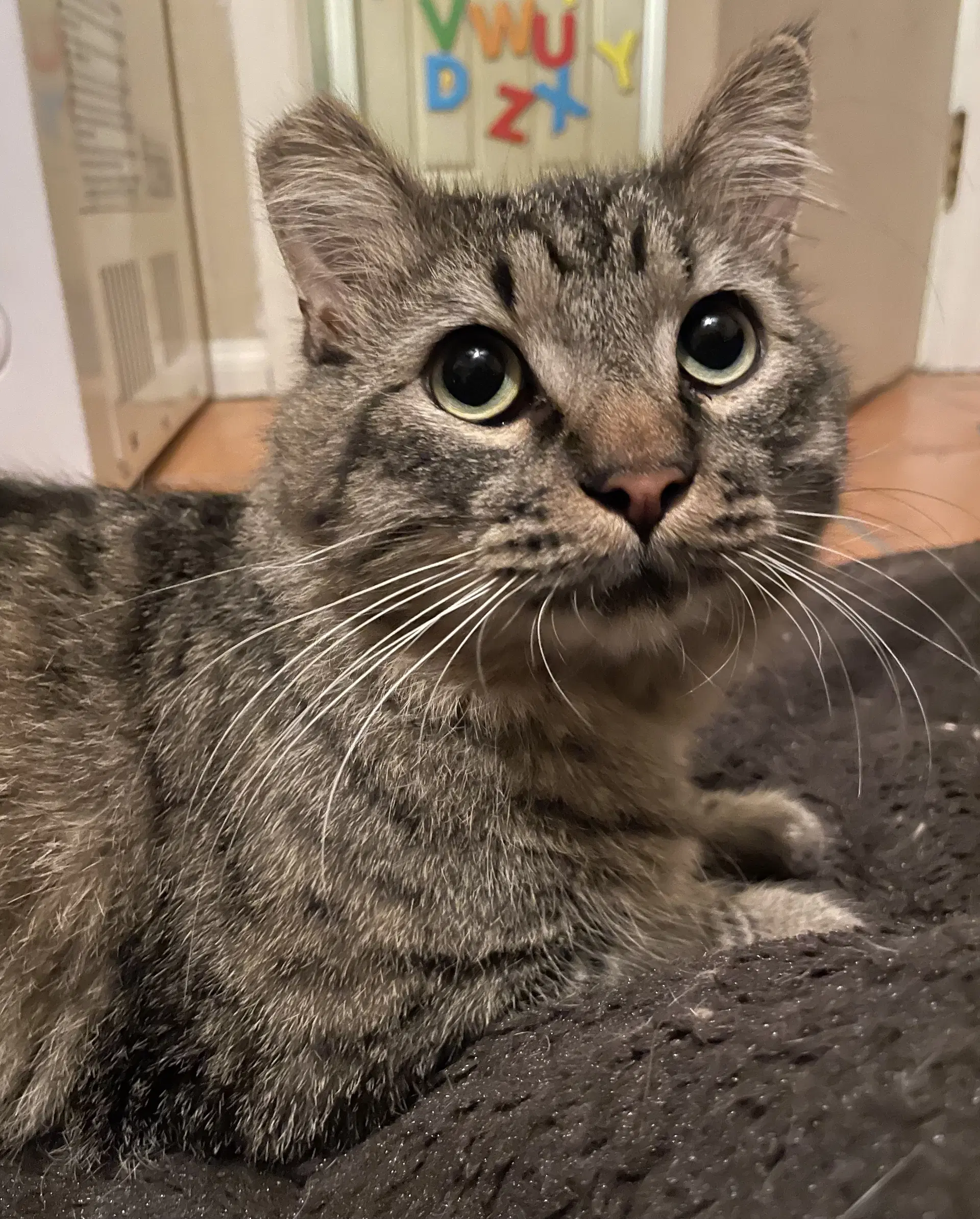 Mortise Mortimer - Domestic Medium Hair