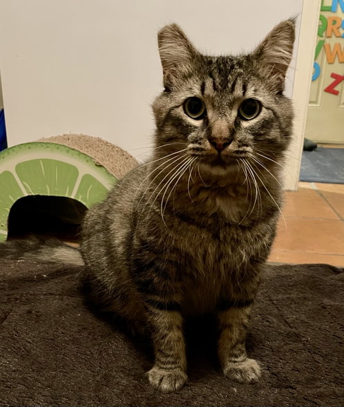 MORTISE (MORTIMER) - Domestic Medium Hair / Tabby available for adoption
