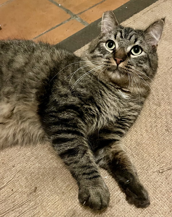 Morty (Mortimer)