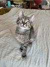 adoptable Cat in Long Beach, CA named Trixie