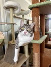 adoptable Cat in Long Beach, CA named Heather