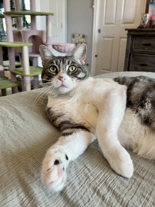 picture of the cat needing adoption