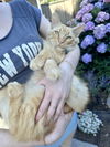 adoptable Cat in Long Beach, CA named Garfield/Smiley boy
