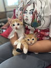 adoptable Cat in Long Beach, CA named Allure and Miu Miu