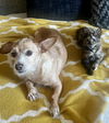 adoptable Cat in Long Beach, CA named Pepper and Spice