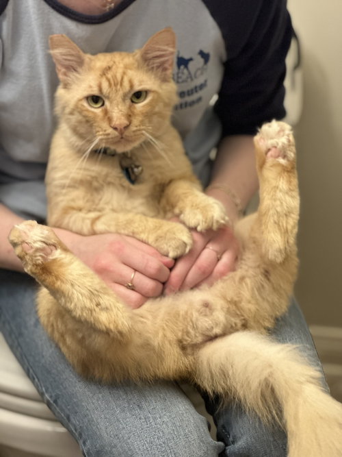 SMILEY - Maine Coon / Siberian available for adoption