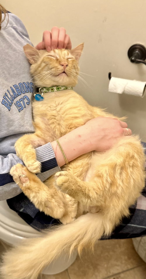 picture of the cat needing adoption