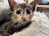 adoptable Cat in Long Beach, CA named Tootsie