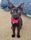 adoptable Cat in Long Beach, CA named Tezza
