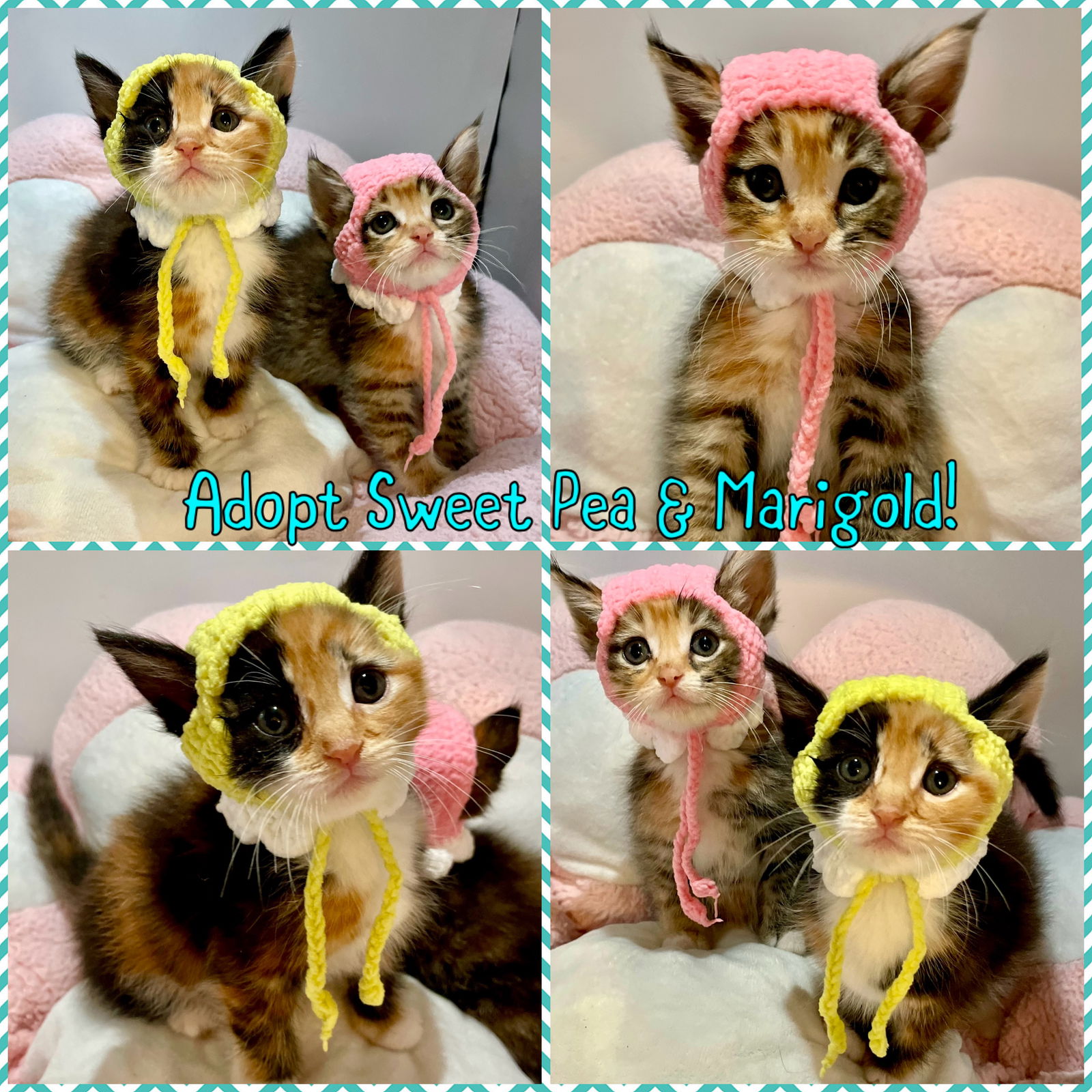 adoptable Cat in Long Beach, CA named Sweet Pea & Marigold
