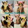 adoptable Cat in Long Beach, CA named Sweet Pea & Marigold