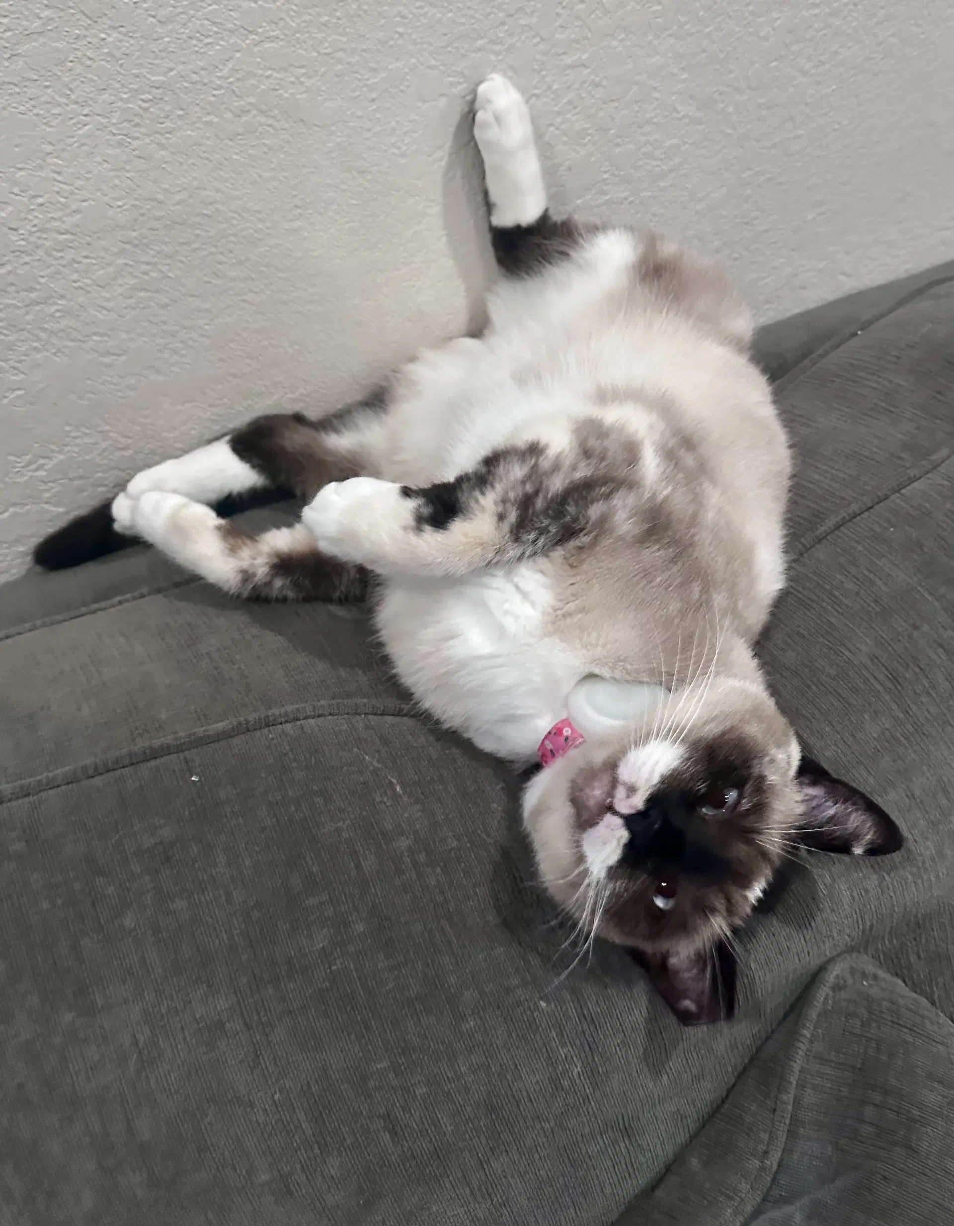 Lady Lulu image 2