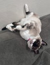 Lady Lulu - Photo 2