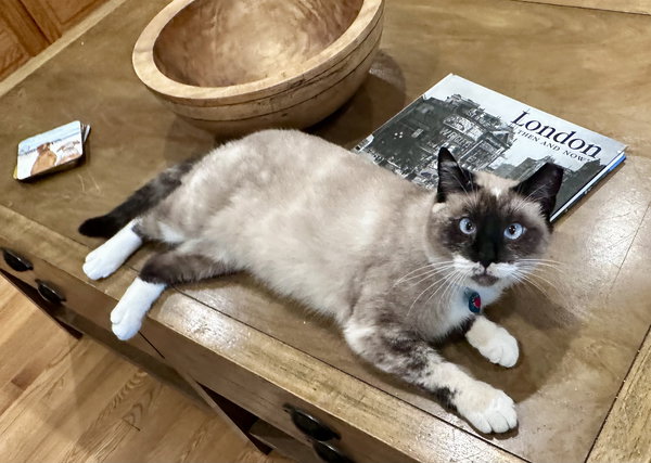 Lady Lulu