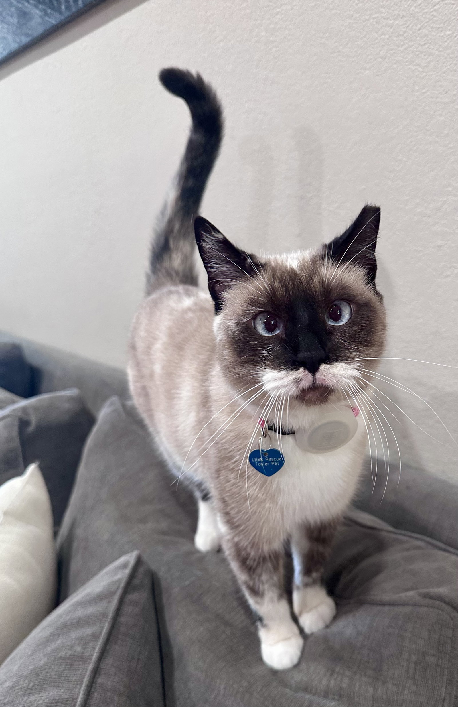 Lady Lulu