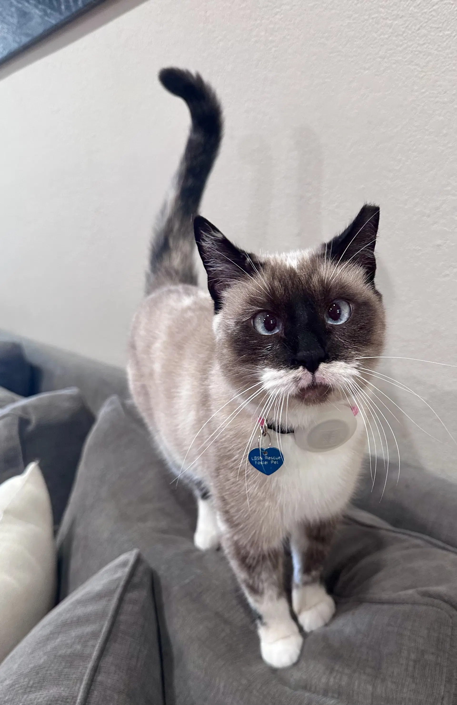 Lady Lulu - Snowshoe