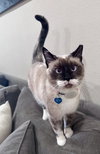 Lady Lulu - Photo 1
