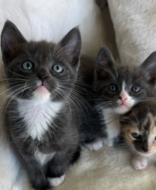 picture of the cat needing adoption