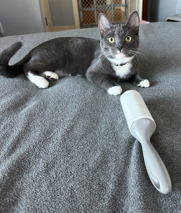 Tom & Jerry