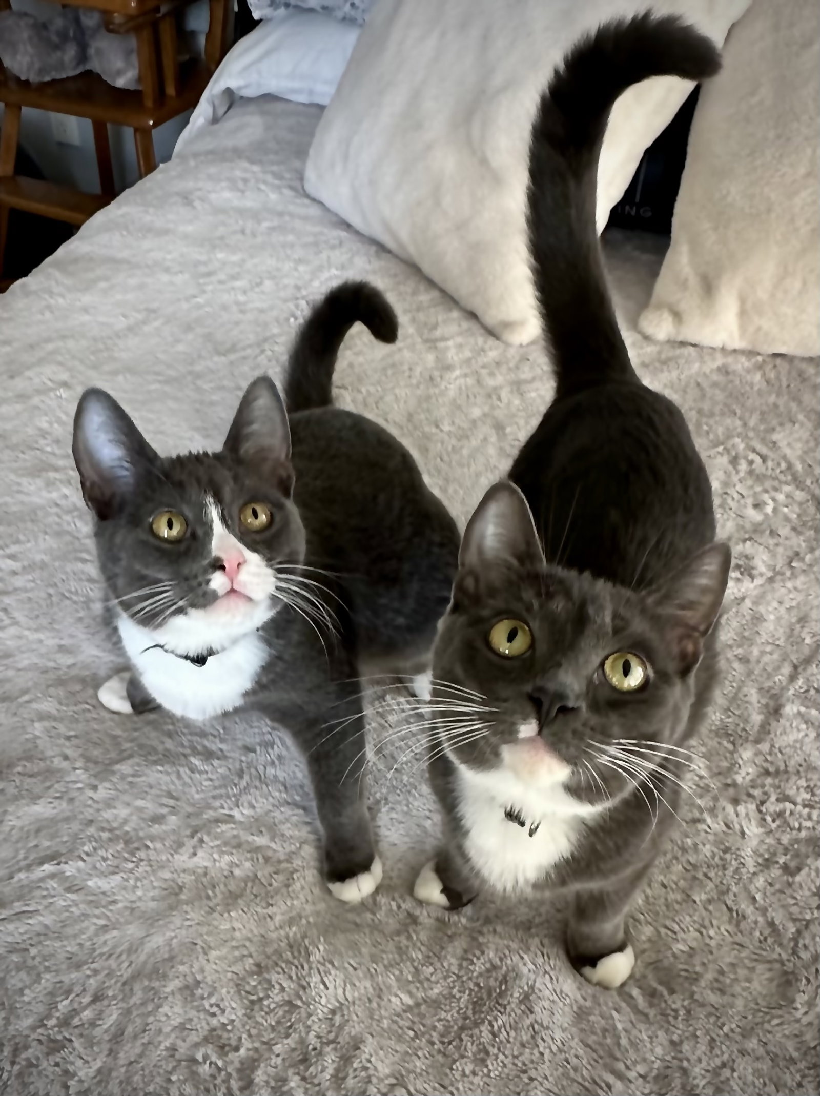 Tom & Jerry
