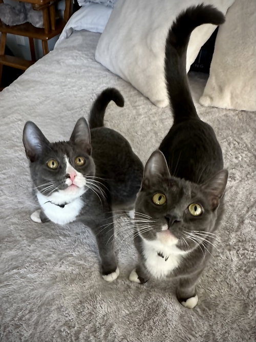 picture of the cat needing adoption