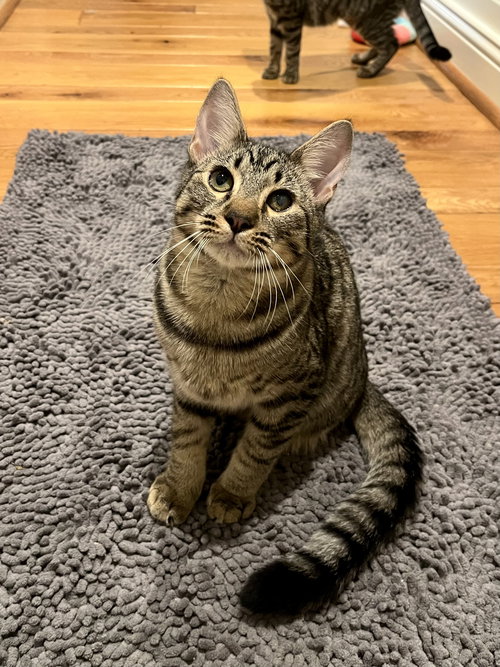 picture of the cat needing adoption
