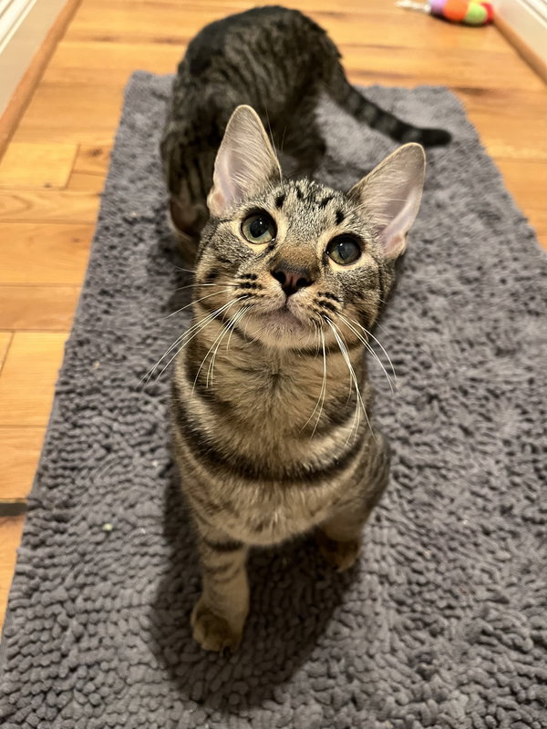 Triscuit