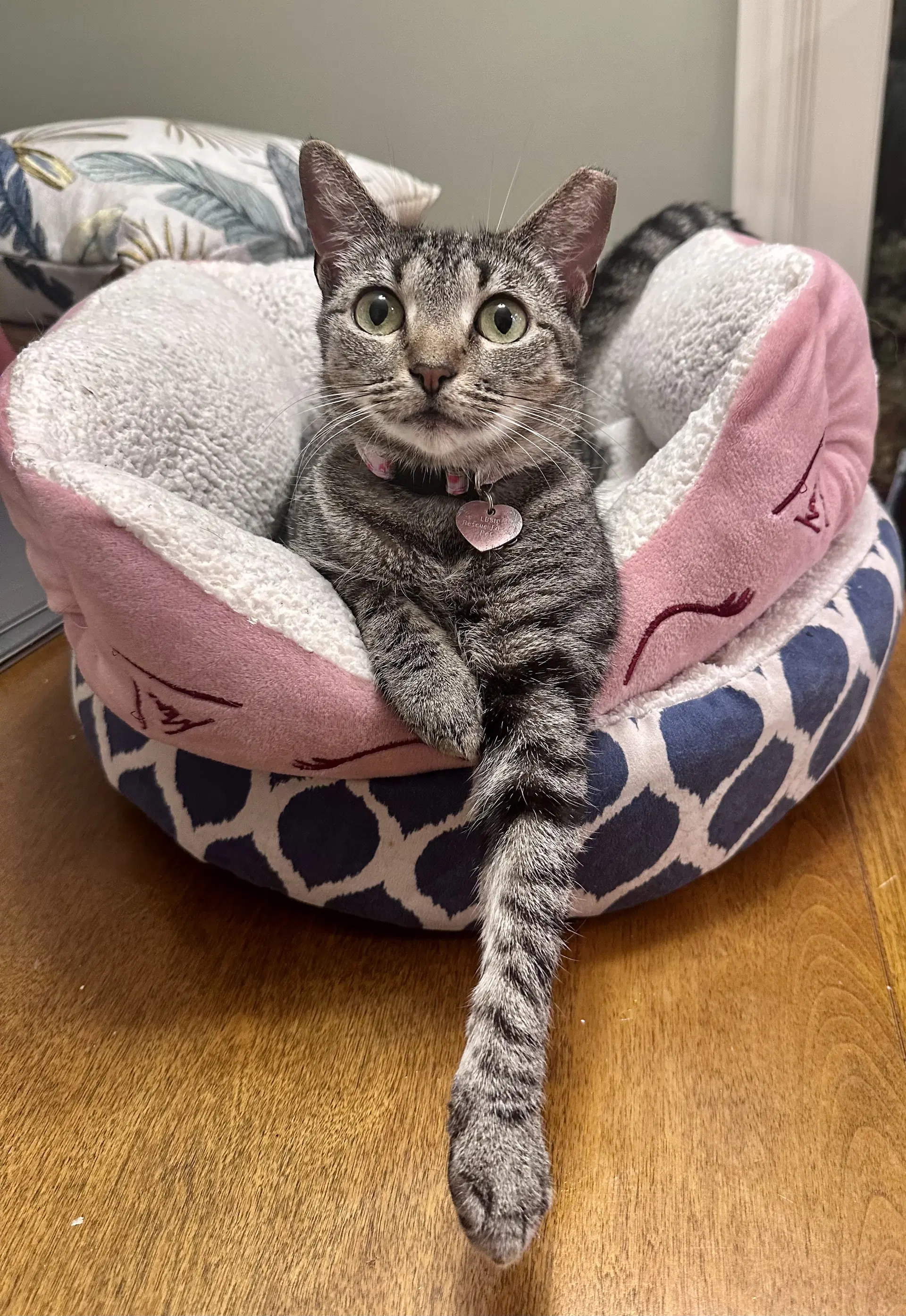 Phoebe - Tabby