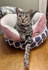 Phoebe - Photo 1