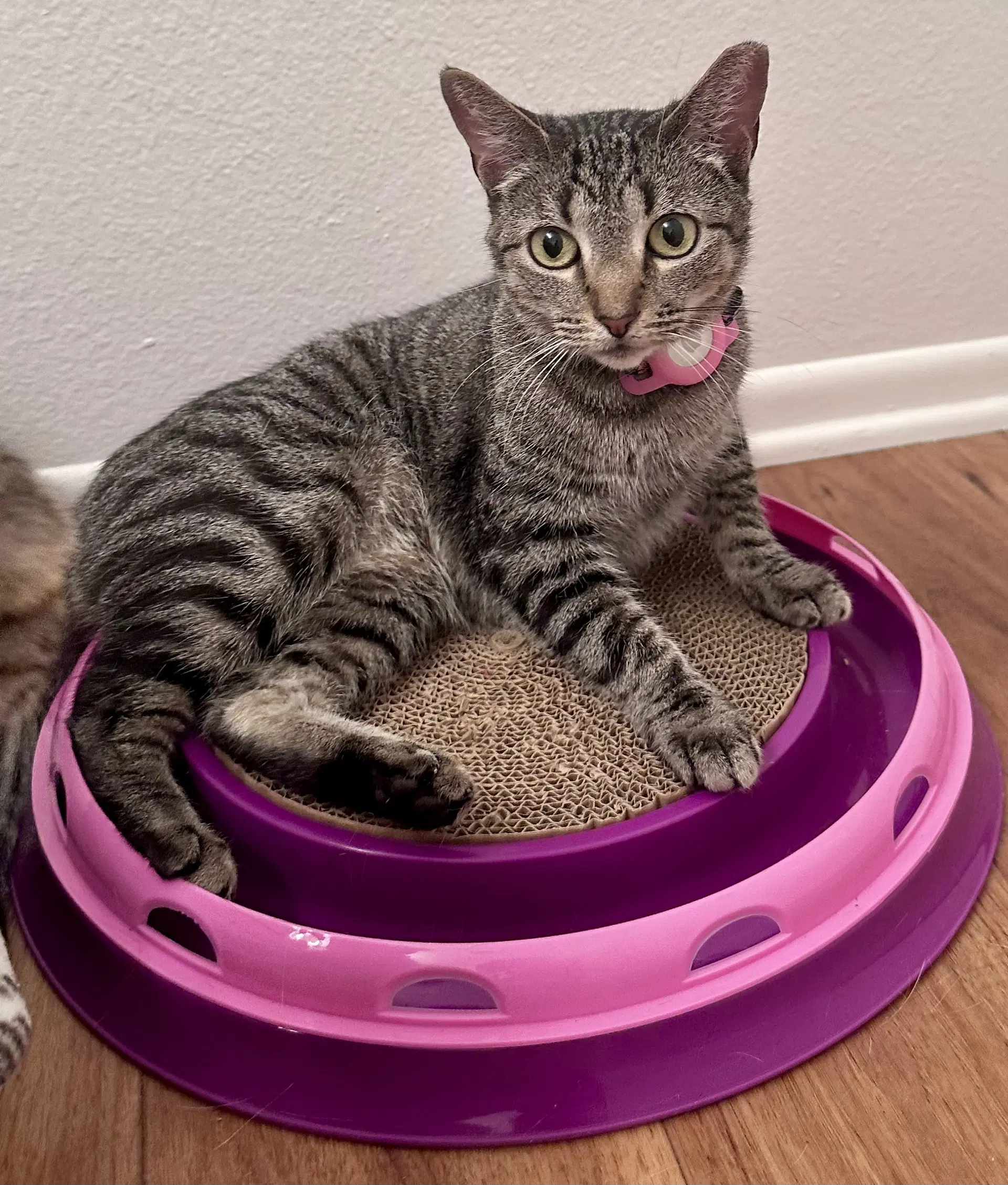 Phoebe image 2