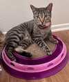 Phoebe - Photo 2