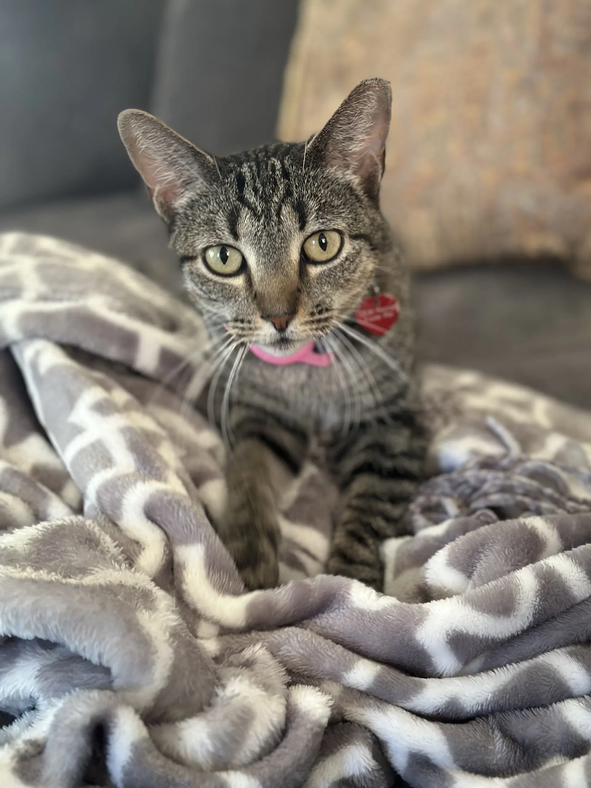 Phoebe image 4