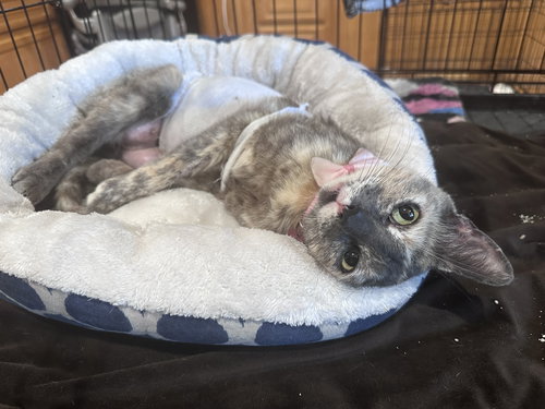 picture of the cat needing adoption