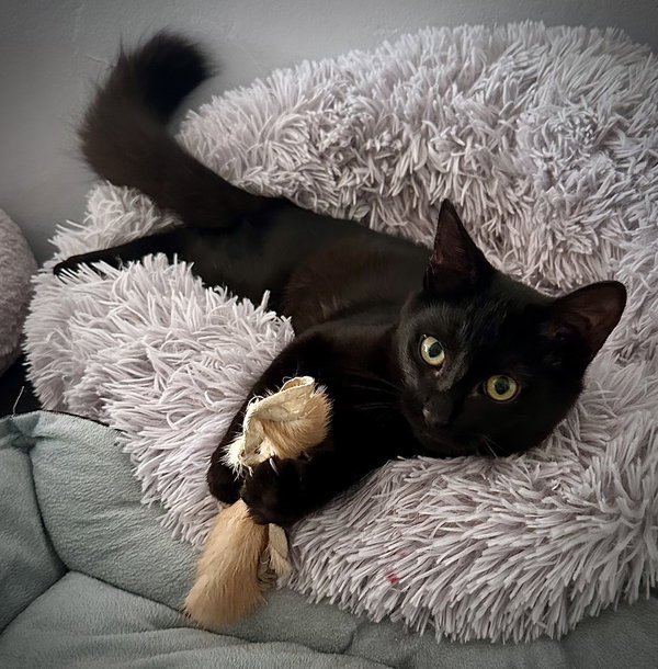 Pip and Fig