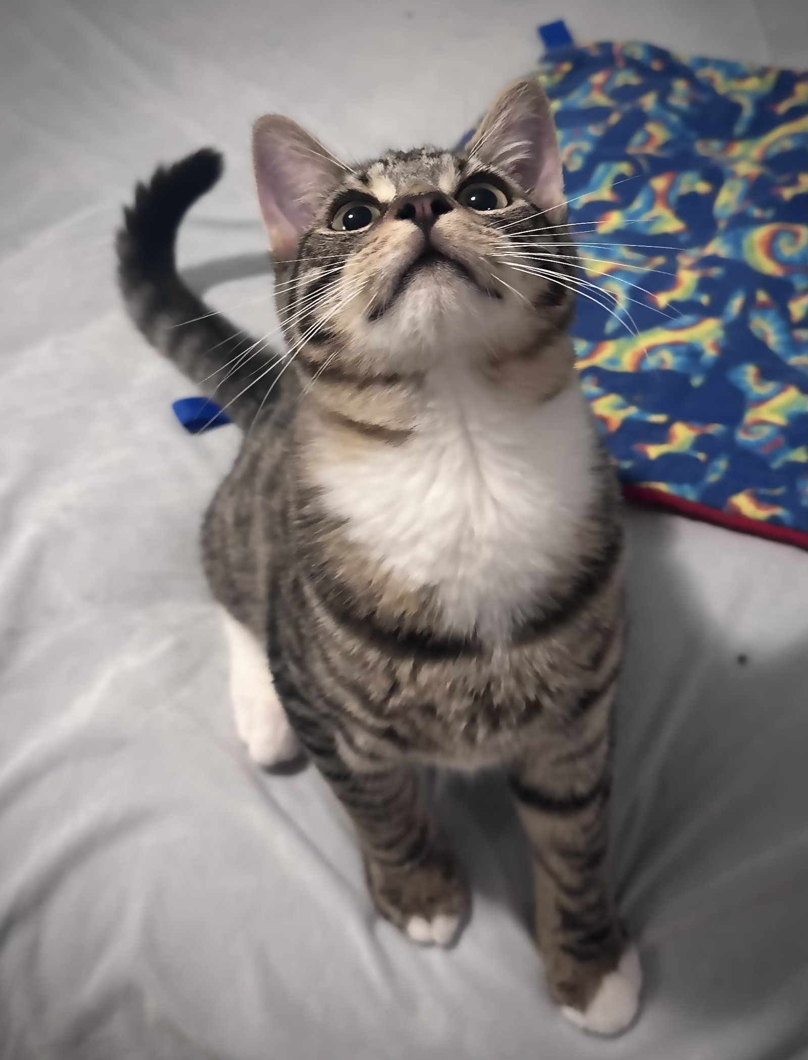Tabby white paws