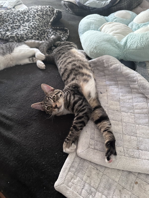 Tabby white paws