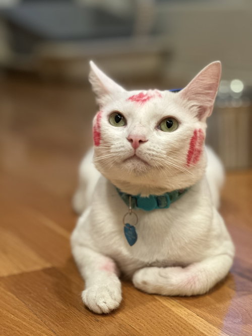 picture of the cat needing adoption