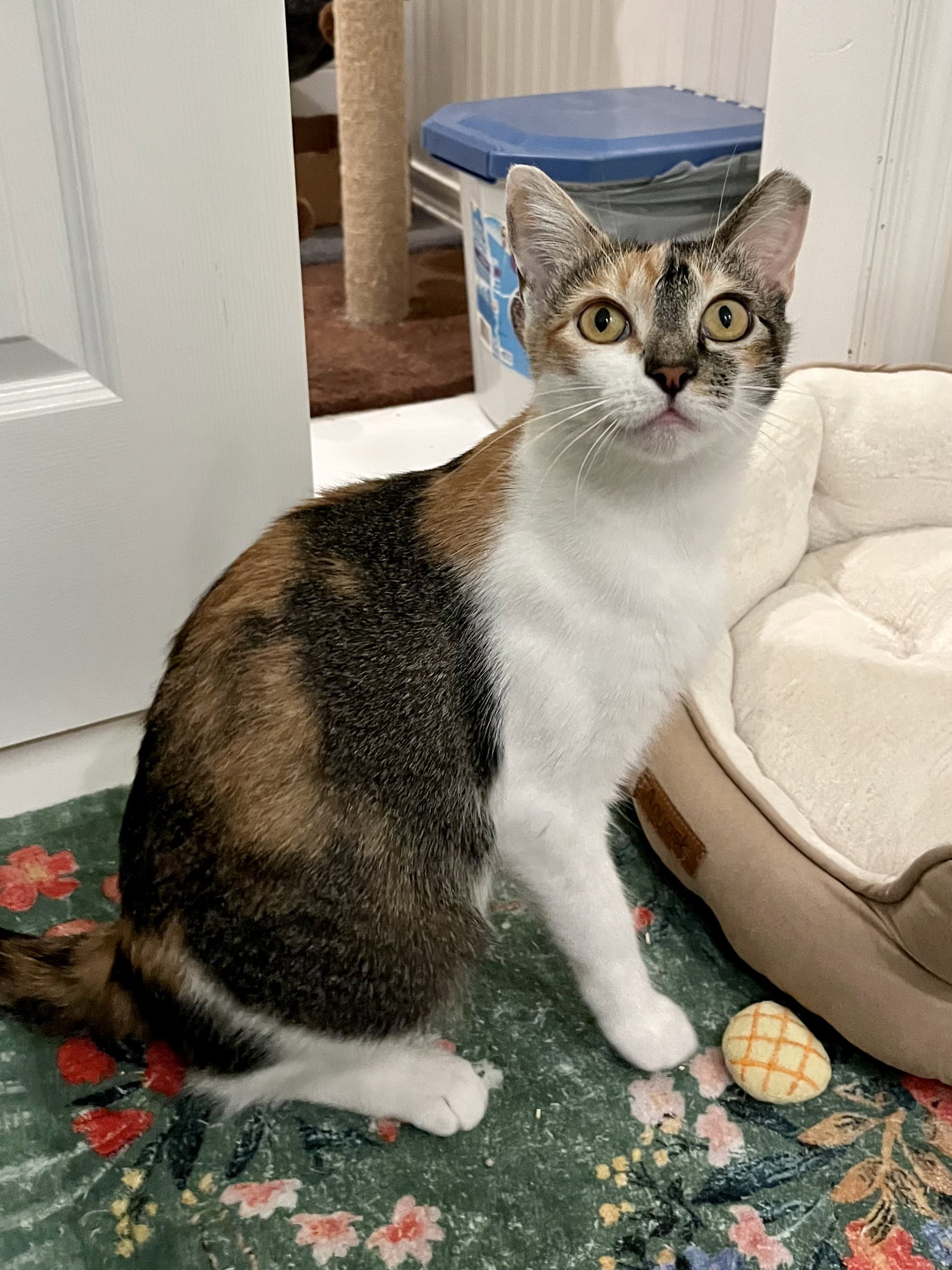 Paloma