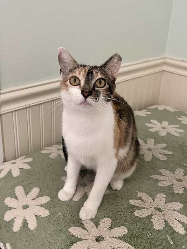 Paloma