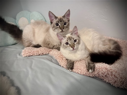 picture of the cat needing adoption