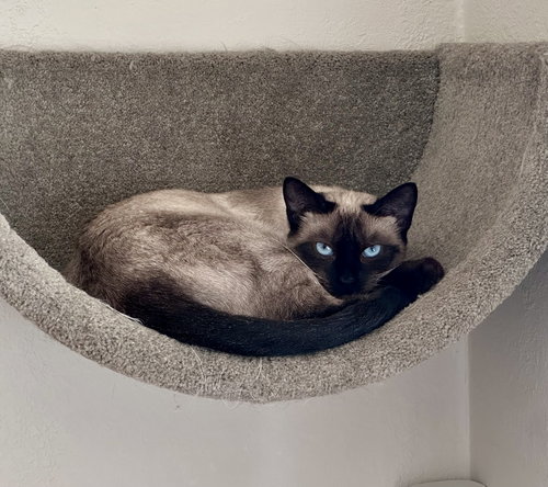 picture of the cat needing adoption