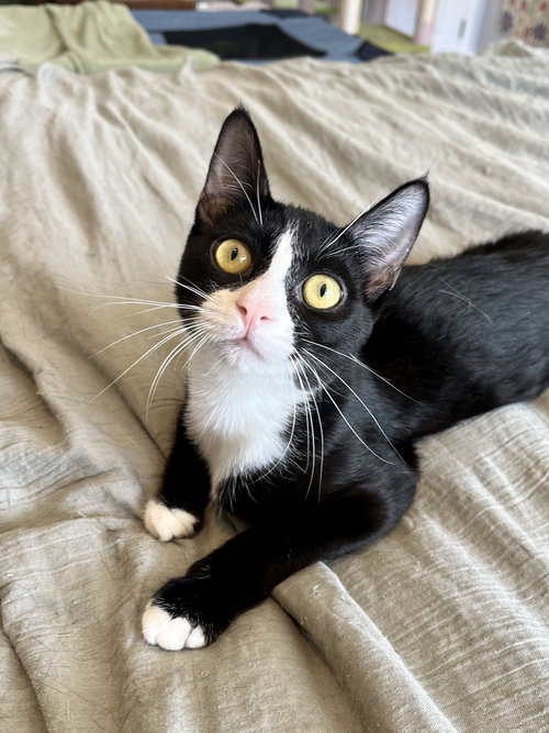 picture of the cat needing adoption