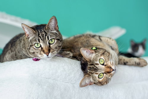 picture of the cat needing adoption