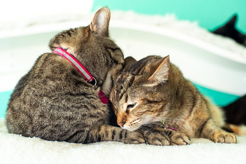 MAMA DD & EMILY - American Shorthair / Torbie available for adoption